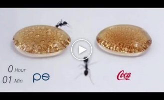 Ants were given a taste of Pepsi and Cola