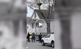 В США спасли медведя, застрявшего на дереве