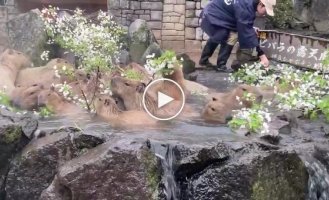 Капибары купаются в горячем источнике