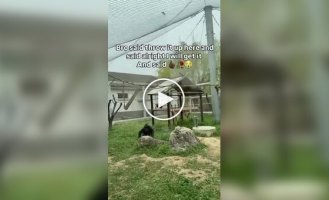 Очень умное животное