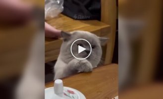 Вороватые коты