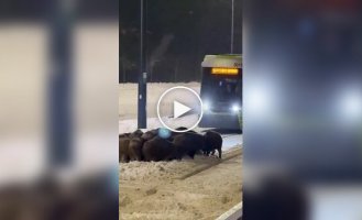 Boars staged a gathering on tram tracks in Poland