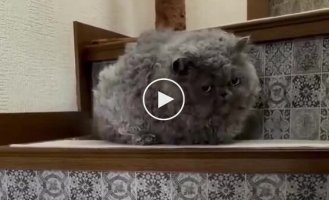 Кот с кудрявой шерстью