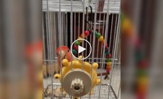 A toy awakened a pirate in a parrot