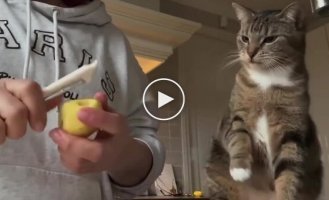 Кот, который очень любит картошку