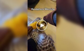 Крик недовольной совы