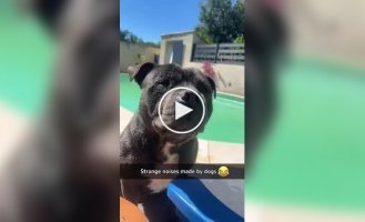 Variety of dog sounds