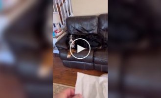 Пес пытается не выдать себя