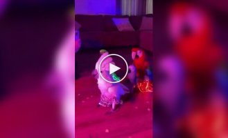 A parrot owner turned her pets into real belly dancers