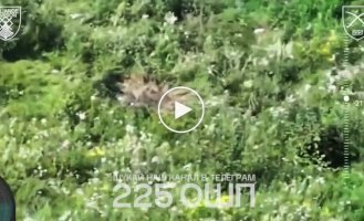 A drunk occupier wanders around a field in Sumy region, when our soldiers instantly eliminated him