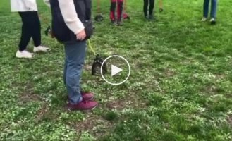 Маразм крепчал: к хоббихорсерам присоединились хоббидогеры