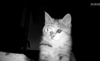 Котенок скучает по своей хозяйке