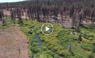 Как бобры помогают в борьбе с пожарами