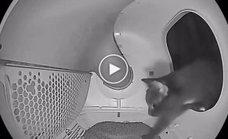 A cat tries out an automatic litter box for the first time
