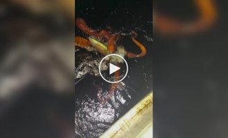 У берегов Японии заметили редкого кальмара