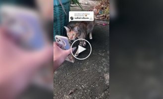 A woman believes that stray cats helped her find her missing pet