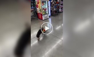 Пес везет тележку с продуктами