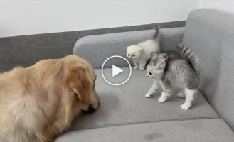 Кошка помогла котятам подружиться с псом
