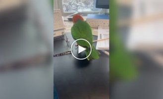 Hyperactive parrot
