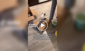 Чоловік не міг знайти кішку в будинку і виявив її в несподіваному місці