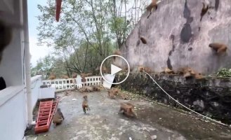 Monkey Fall in China
