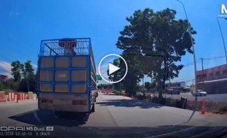 В Таиланде поросенок выпал из грузовика и нашел новый дом благодаря автомобилистам