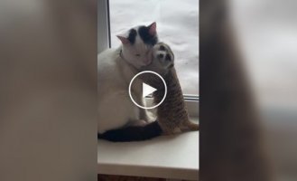 Лучшие друзья