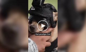 Chihuahua named Commando enlisted in the Mexican National Guard