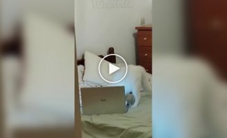 Very busy cat