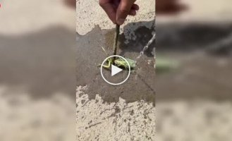 A guy saves a praying mantis from a parasite.