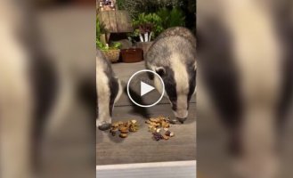 Attention, badgers have been fed