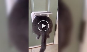 Кот зашел не в ту дверь