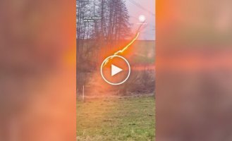В Германии засняли дерево, пульсирующее огнем