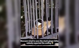 A rescue operation involving a ginger cat didn't go according to plan