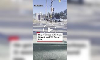 Чтобы спастись от нападения индеек, мужчине пришлось укрыться в чужой машине