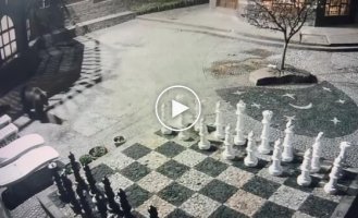 Bear move: a family of clubfoot walked along a chessboard