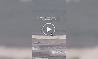 Shark knocks surfer off board