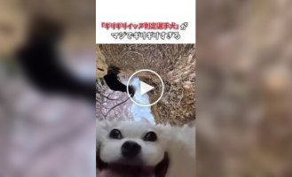 Многоликий чихуахуа