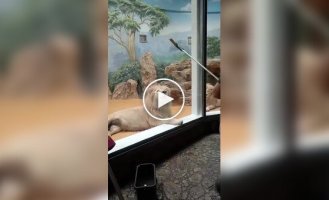 Маленькая радость льва