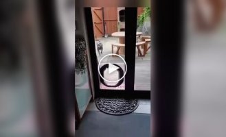 Some dogs are also destructive