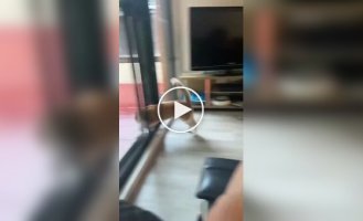 Неудачная прогулка кота в дождливую погоду