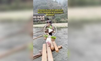 Гусь помогает своей хозяйке