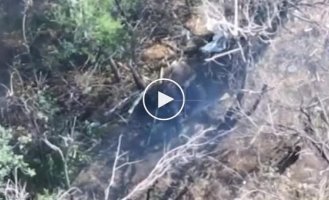 Our aerial reconnaissance recorded how an occupier shot himself in the Orekhov direction after seeing a drone