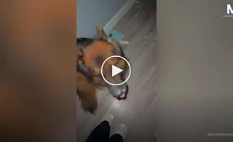 Немецкая овчарка оставила на двери и полу «боевые отметины» ради кровати