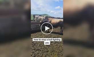 Як відігнати від себе бика