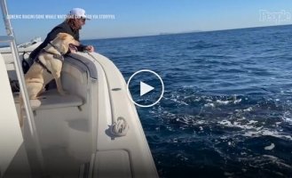 Зустріч пса з китами