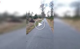 В Нидерландах волк преследовал туристов во время прогулки