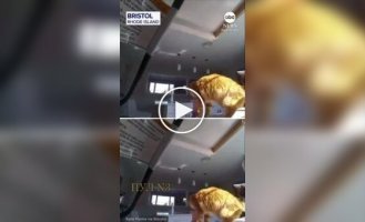 Кот стащил кусок мяса из мультиварки