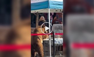 Hungry bear raids farmers' market and grabs a pastry