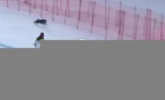 Пес выбежал на трассу во время соревнований